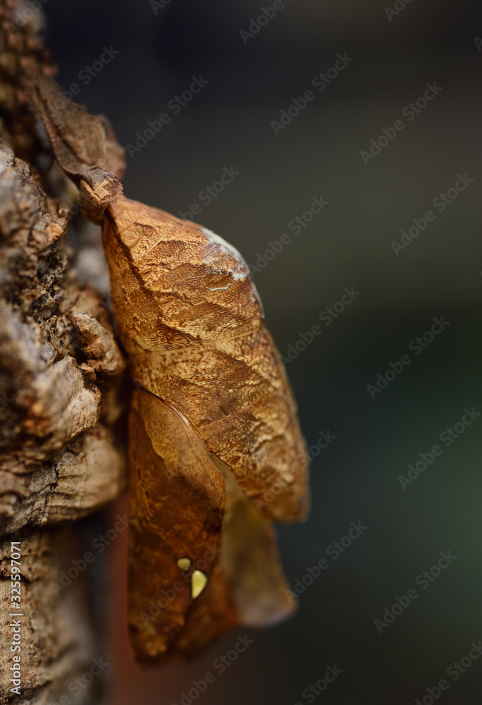 Close-up of the pupa of a tropical butterfly 