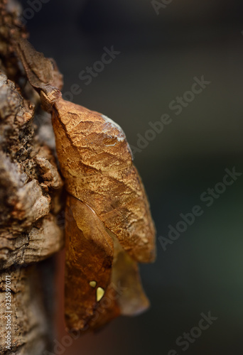 Close-up of the pupa of a tropical butterfly "Caligo atreus", which hangs brown on the bark of a tree © leopictures