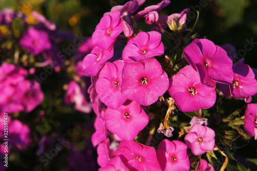 Phlox flowers in the low morning sun