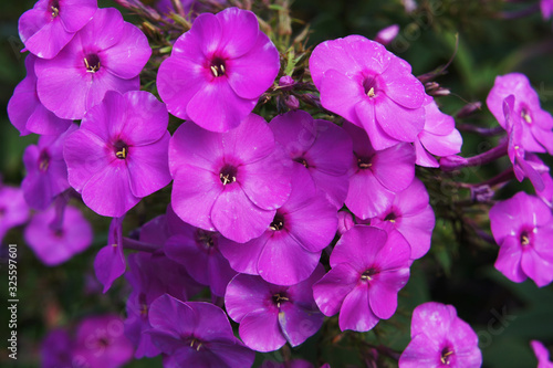 Pink-violet phlox flowers in spring garden
