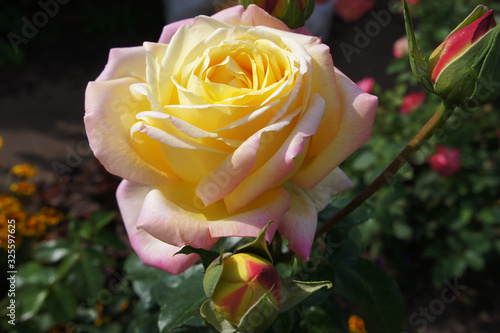 Large rose yellow pink - French selection
