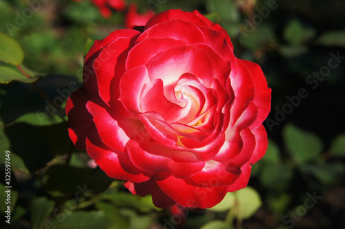 Scarlet rose with a white center in the summer garden
