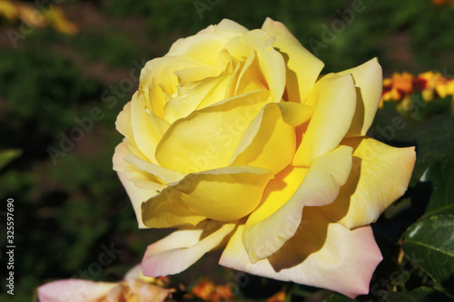 Tender yellow rose in the summer garden