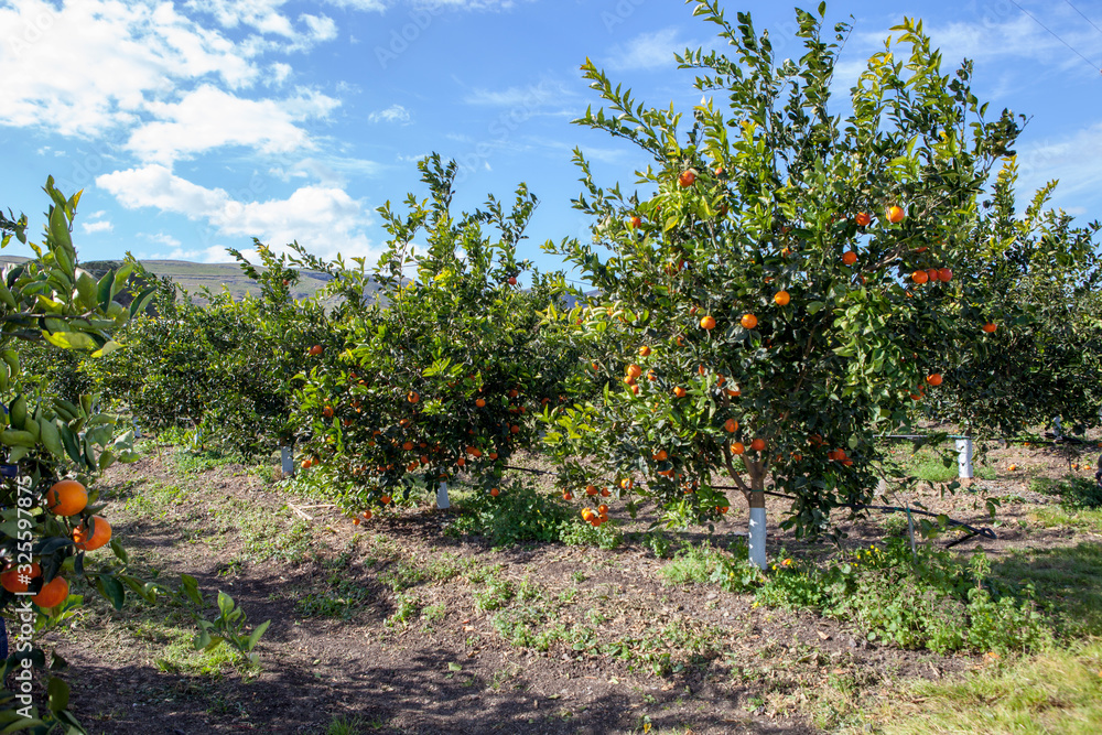 Sicilian Orange Trees