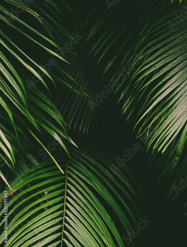 Tropical palm leaf background