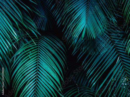 Tropical palm leaf background