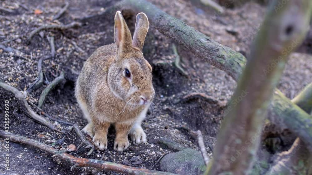 Currious bunny in the woods of Okunoshima Island. Ōkunoshima in Japan ...