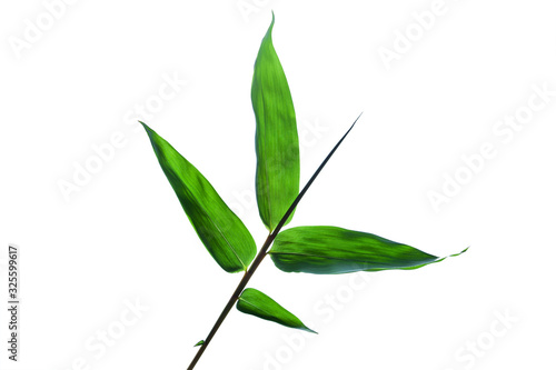 Bamboo leaves isolated on white background with clipping path for design elements