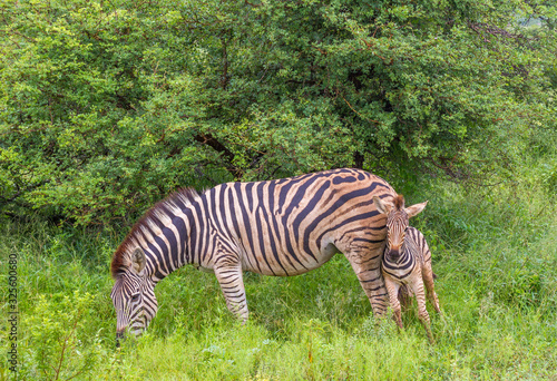 Zebra foal and mare isolated in the African bush image in horizontal format