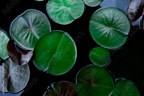 closeup beautiful lotus leaf in pond, purity nature background, red lotus water lily blooming on water surface and dark blue leaves toned