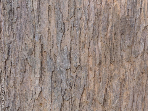 Embossed texture of the bark of oak. Panoramic photo of the oak texture