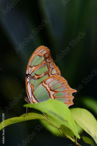A bright green malachite is hidden in the tropical forest behind green leaves against a dark background in portrait format