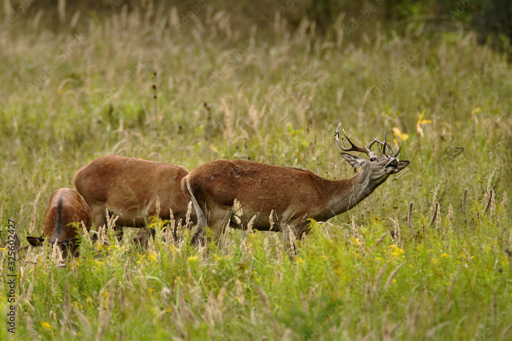 The red deer (Cervus elaphus) in Zlatna greda, Kopački irt The red deer (Cervus elaphus) in Zlatna greda, Kopački irt
