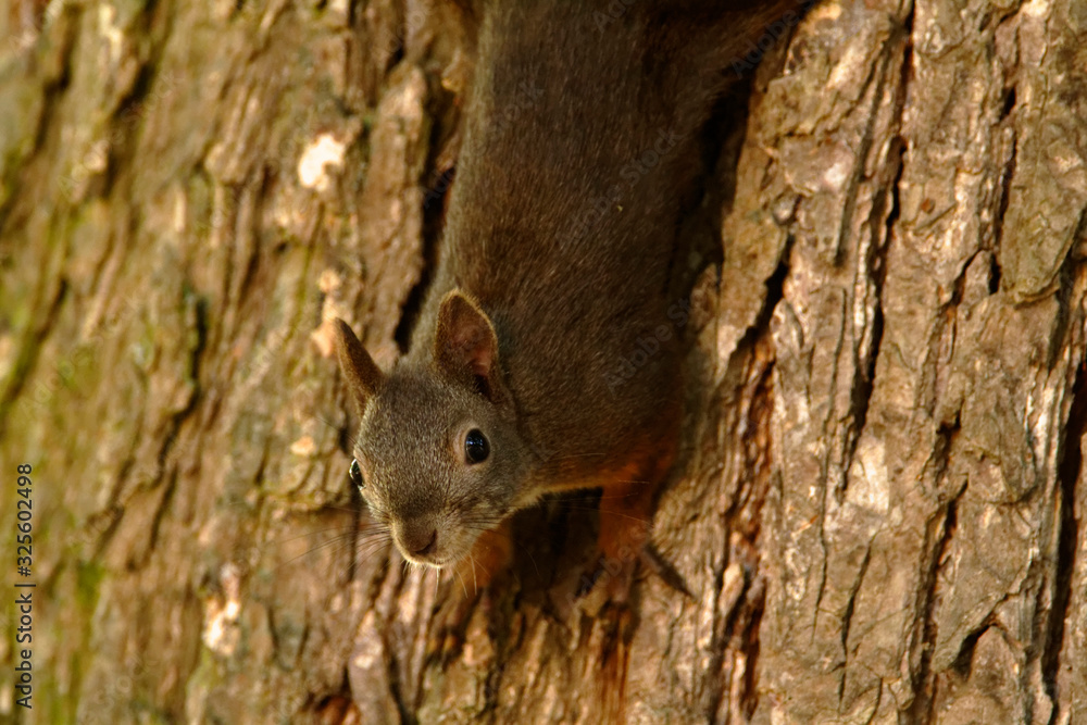 The red squirrel or Eurasian red squirrel (Sciurus vulgaris) in autumn The red squirrel or Eurasian red squirrel (Sciurus vulgaris) in autumn