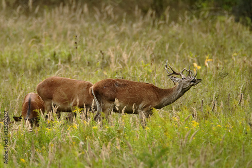 The red deer (Cervus elaphus) in Zlatna greda, Kopački irt