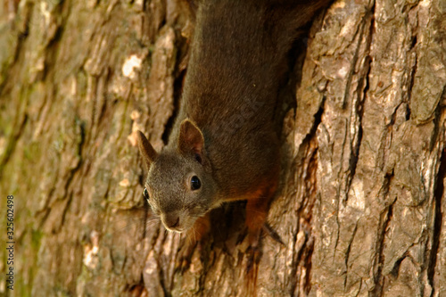 The red squirrel or Eurasian red squirrel (Sciurus vulgaris) in autumn