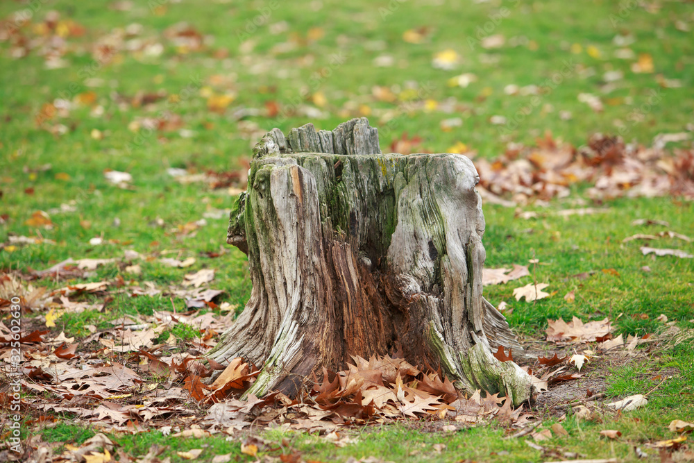 old rotten tree stump