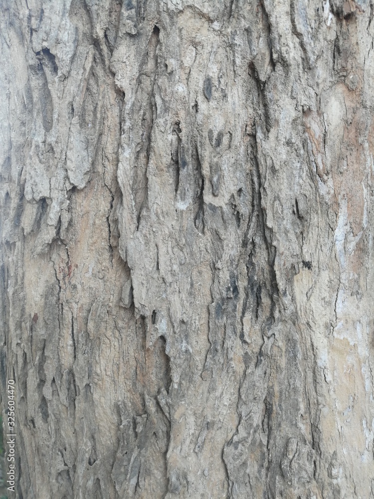 Bark traces and rough surfaces