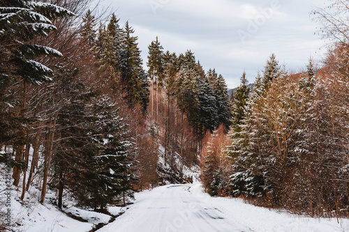 winter in the forest