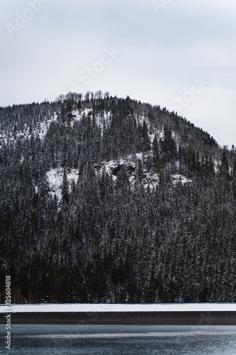 trees in fog in winter