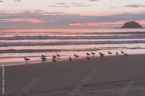 Amanecer en la playa brasilera con aves