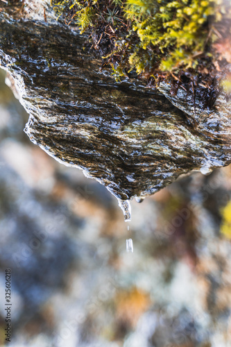 stream in the forest