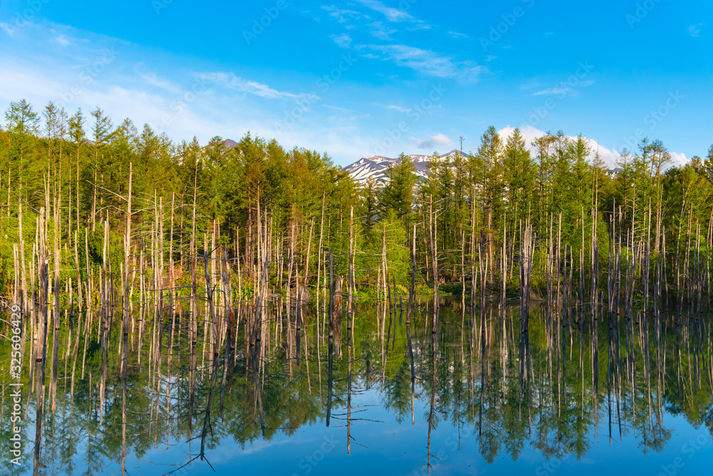Blue pond ( Aoiike ) with reflection of tree in clear blue sky sunny day, a very beauty and popular sightseeing spot located near Shirogane Onsen in Biei Town, Hokkaido, Japan