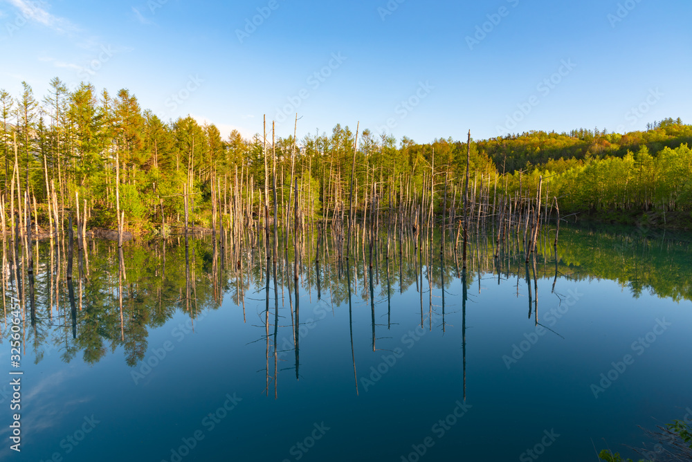 Blue pond ( Aoiike ) with reflection of tree in clear blue sky sunny day, a very beauty and popular sightseeing spot located near Shirogane Onsen in Biei Town, Hokkaido, Japan