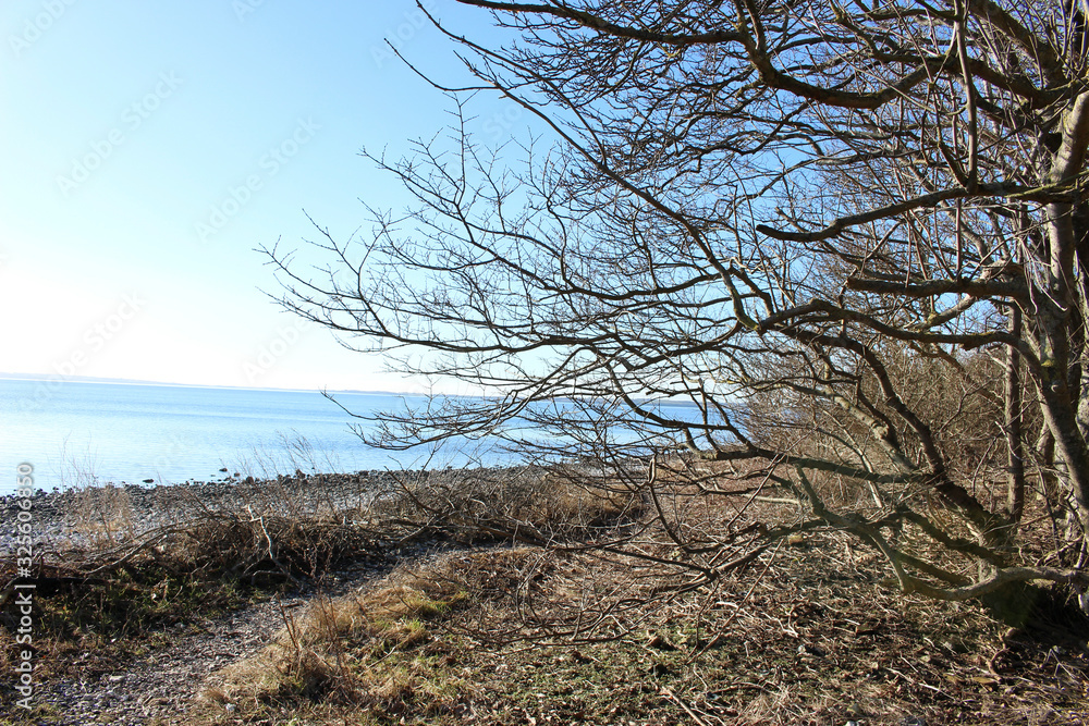 Tree on the rocky beach