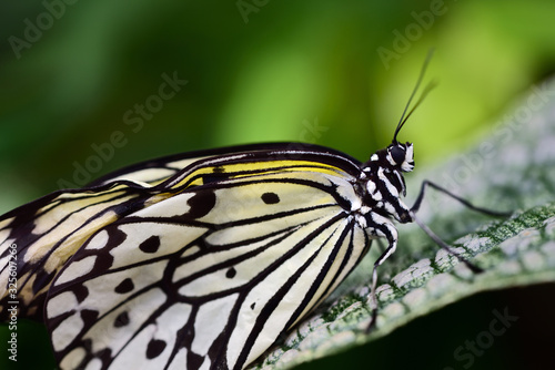 A magnificent butterfly of the white tree nymph sits in front of a green background on a leaf in the tropical rain forest in close-up © leopictures