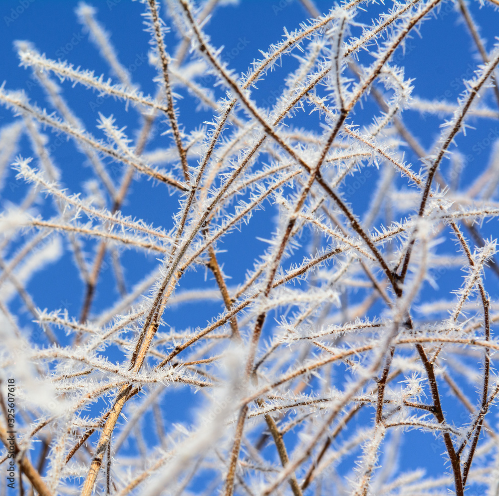 Branches in hoarfrost on a background of blue spring sky. Concept - natural beauty, frosty morning