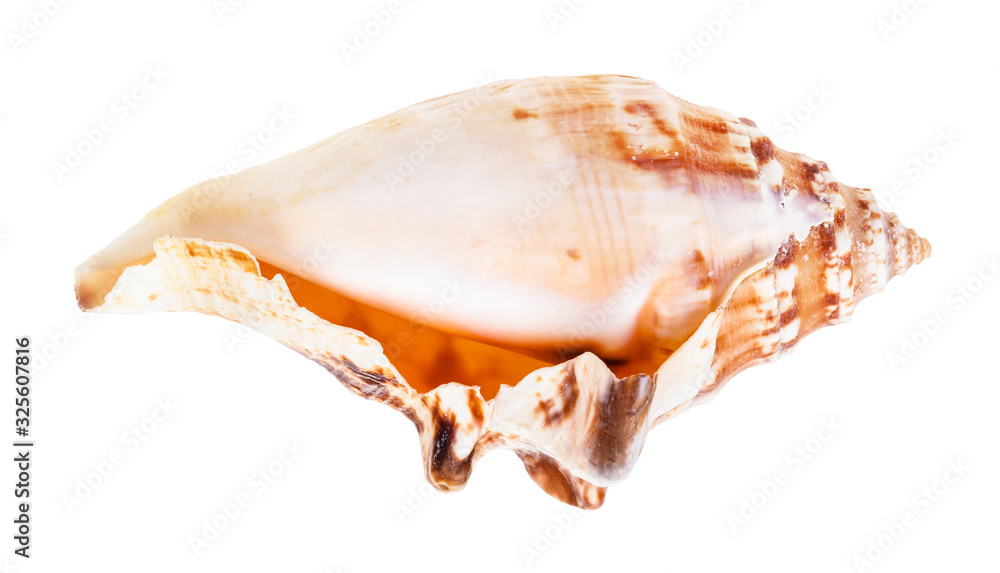 empty shell of sea snail isolated on white