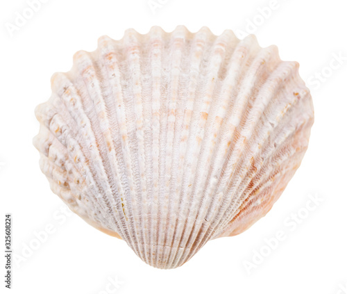 pink conch of cockle isolated on white
