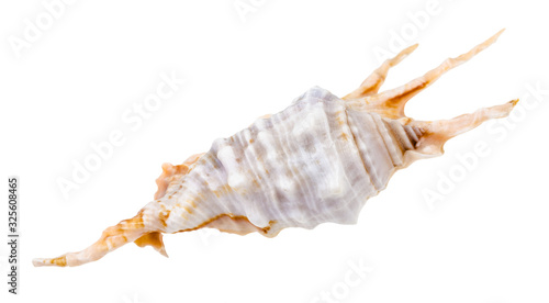 blue conch of murex snail isolated on white
