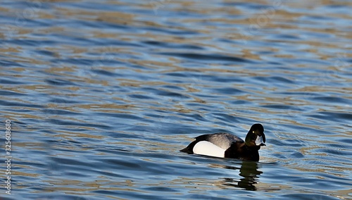 The lesser scaup is a small North American diving duck