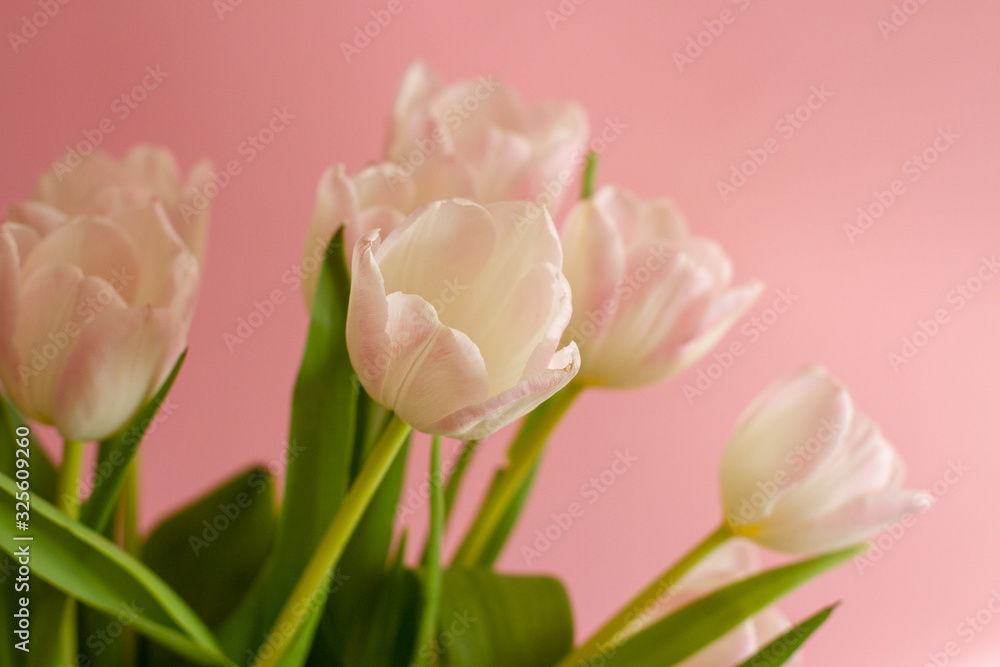 Fototapeta premium bouquet of pink tulips on a bright pink background