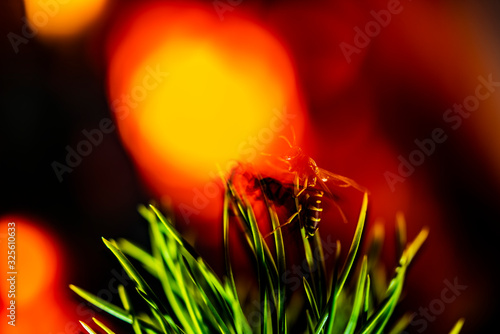 The soul of a wasp is separated from the body in a fire