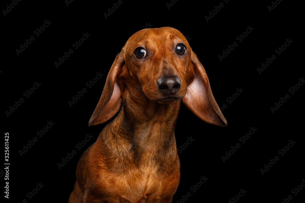Funny Portrait of Brown Dachshund Dog Curious Stare in Camera with cute ears Isolated on Black Background