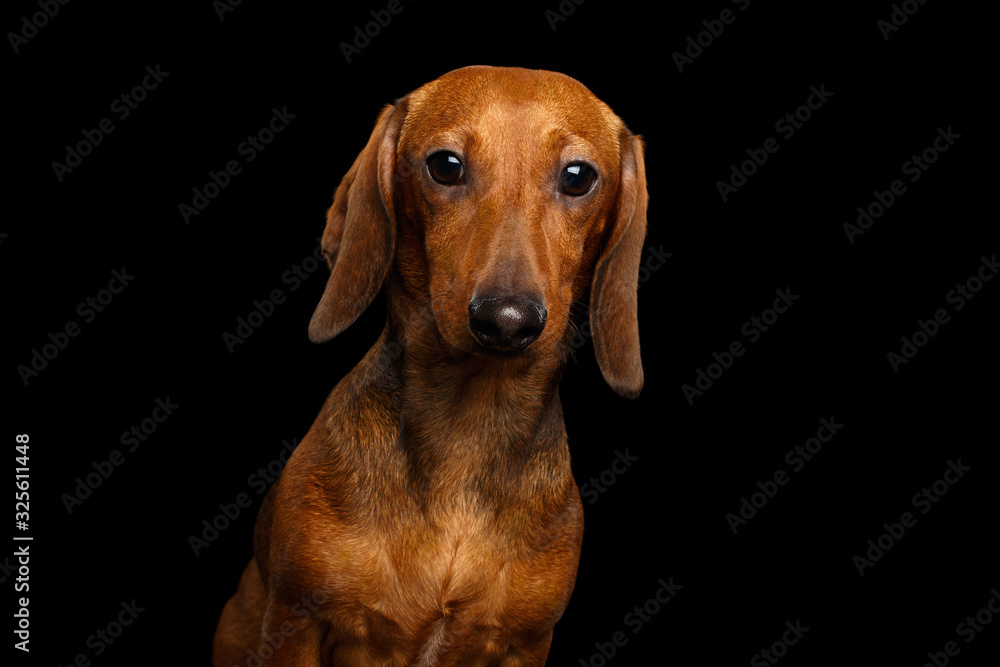 Cute Portrait of Smooth Haired Brown Dachshund Dog Sad Stare in Camera Isolated on Black Background