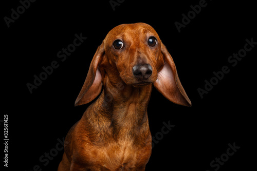 Funny Portrait of Brown Dachshund Dog Curious Stare in Camera with cute ears Isolated on Black Background