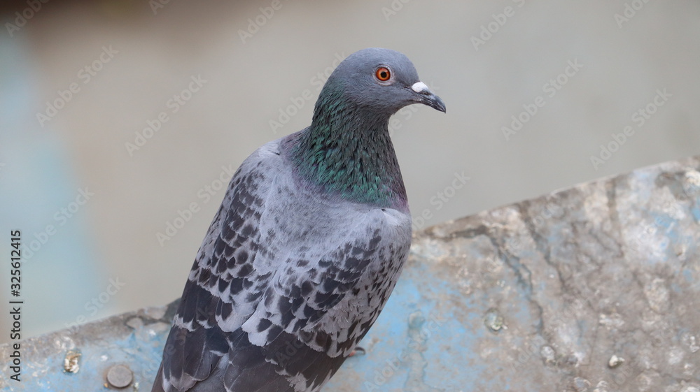 Obraz premium Rock dove looking at the camera. Male Pigeon is ready to fly.