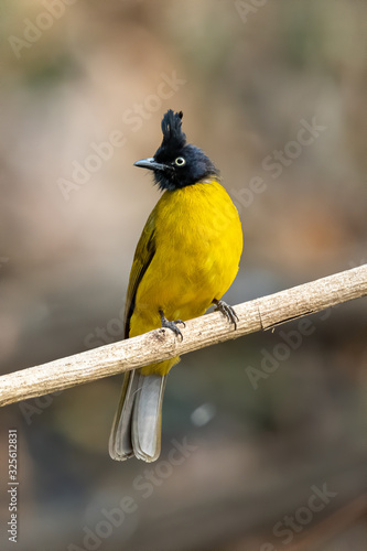 Black-crested Bulbul perching on liana looking into a distance © phichak