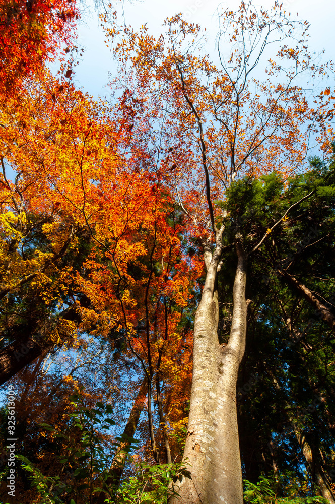 Obraz premium 白っぽい木の幹とオレンジ色の紅葉