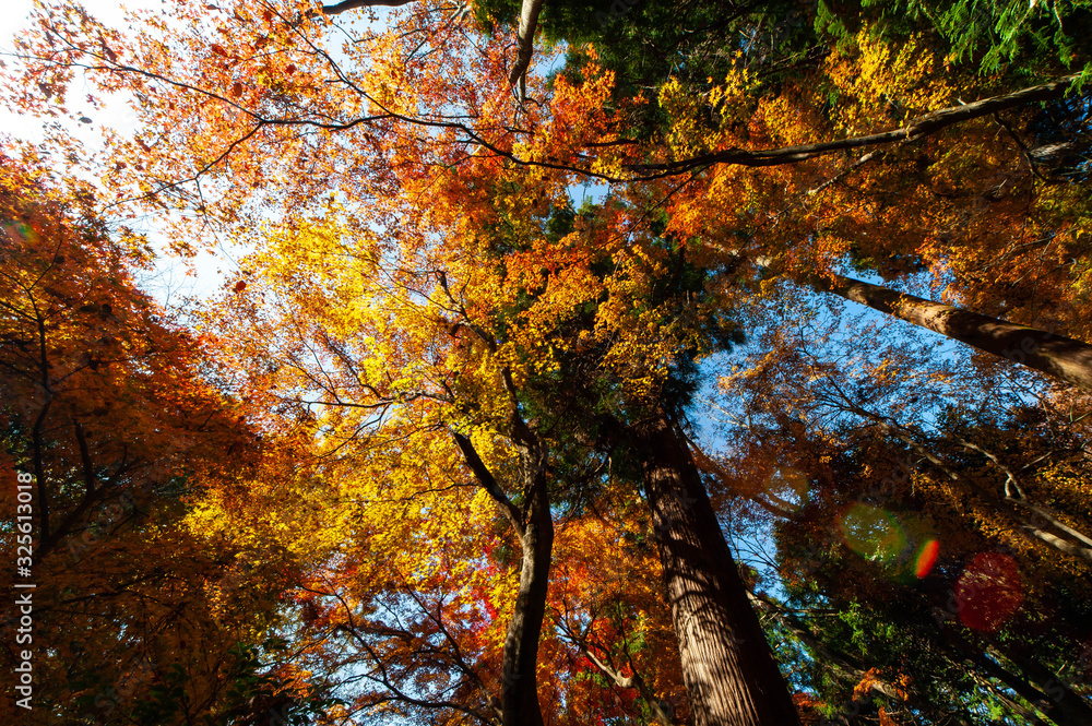 下から見上げた秋の紅葉している森