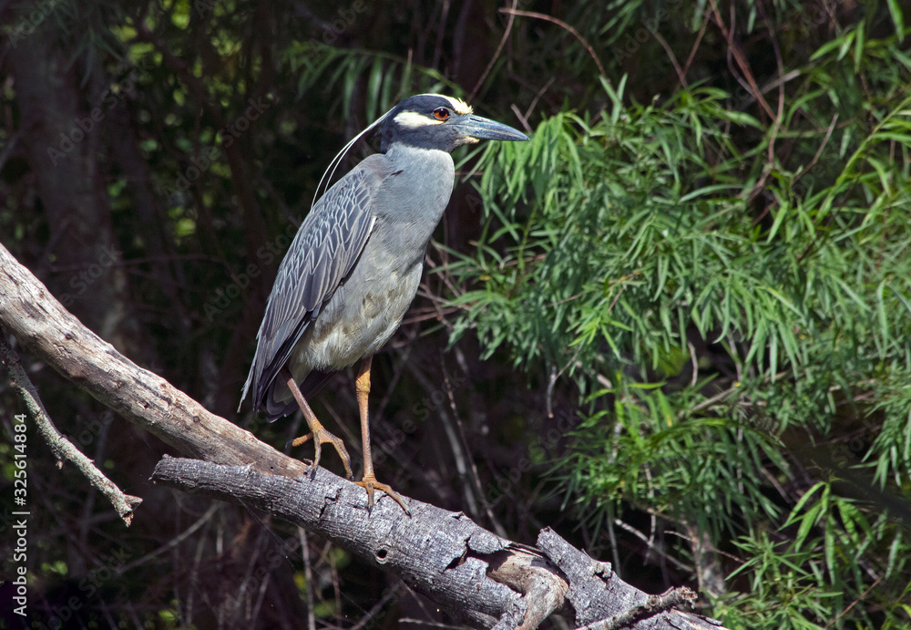 Fototapeta premium Yellow-crowned night heron in southern Texas