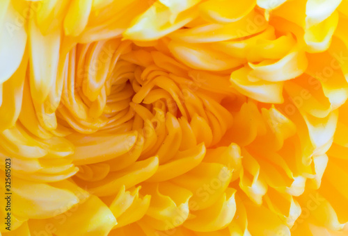 close up beautiful spiral yellow chrysanthemum flower