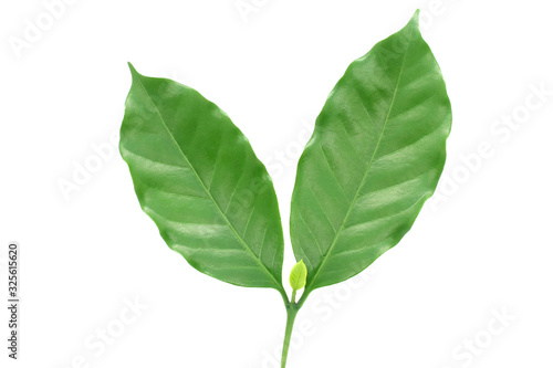 Coffee leaves green top leaf on white background.