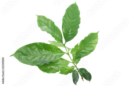 Coffee leaves green top leaf on white background.