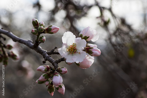 Sprig with blooming white-pink flowers and almond tree buds closeup on a blurred background of an orchard photo