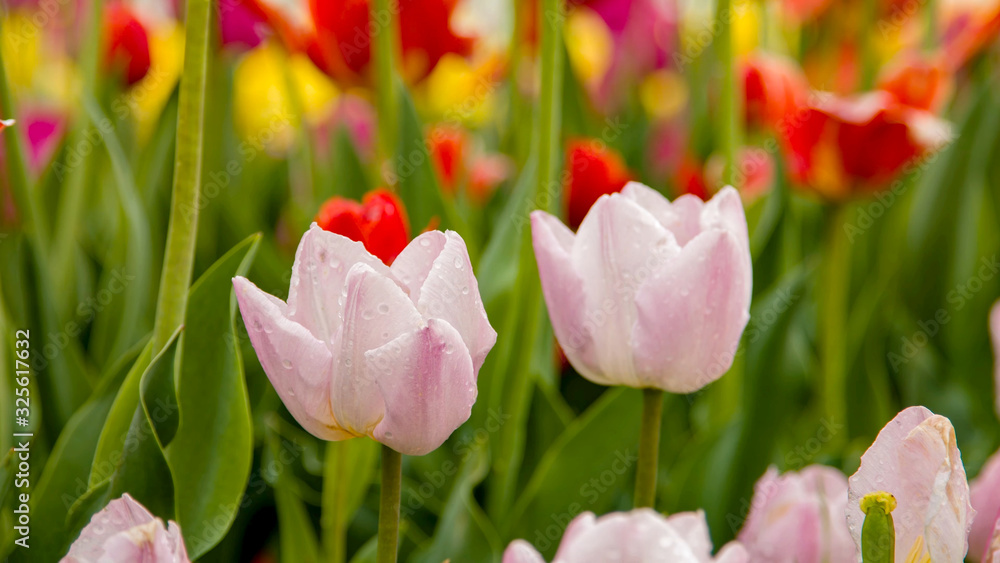 Fototapeta premium Pink tulips with water drops growing on a spring field, close-up with a blurred background of other tulips